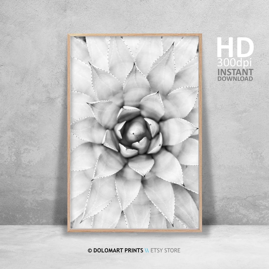 Agave Succulent Rosette Black and White Botanical Photography Poster - Image 3