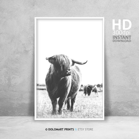 Highland Cow Print, Nursery Farm Animal Art Poster