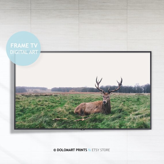 Majestic Red Deer Stag Antlers Resting Green Meadow Frame TV Poster