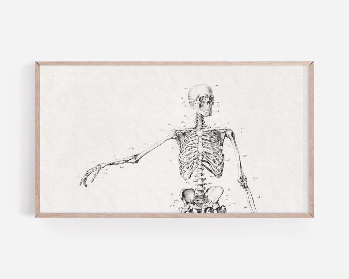 Set of Four Spooky Dark Academia Art Prints Skeleton Skull Bat - Image 3