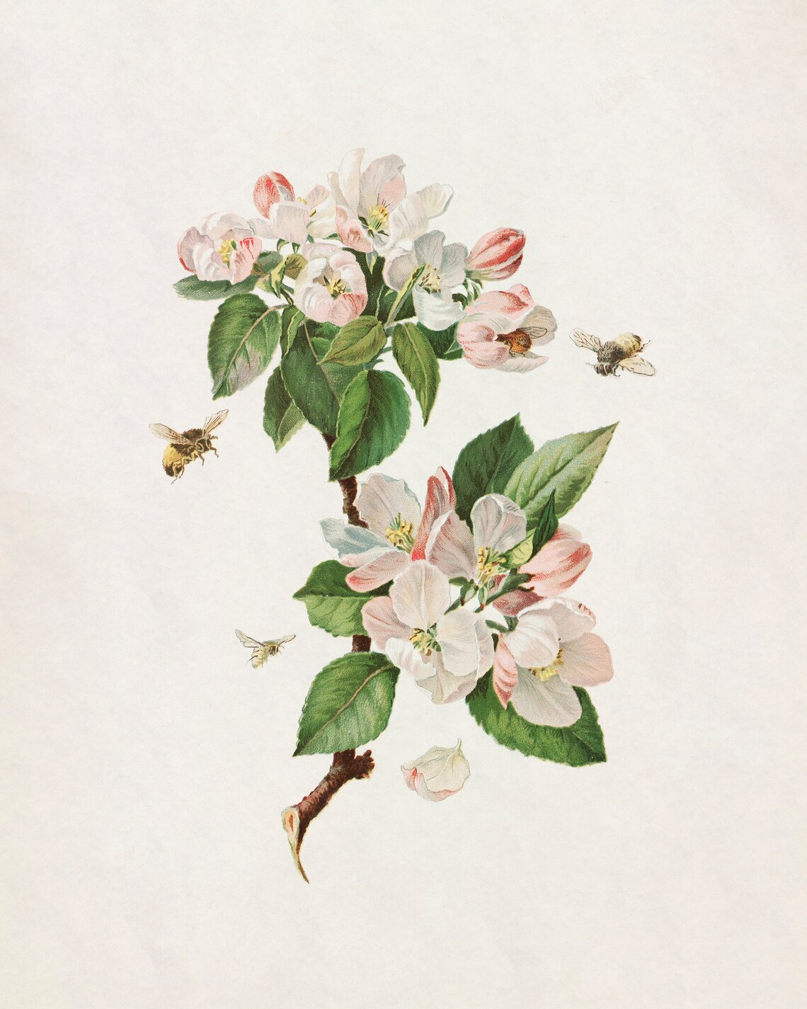 Spring Blossom Wall Print Antique Floral Painting Vintage Flower Painting Spring Flower Print Vintage Botanical Painting Blossom Art - Image 2