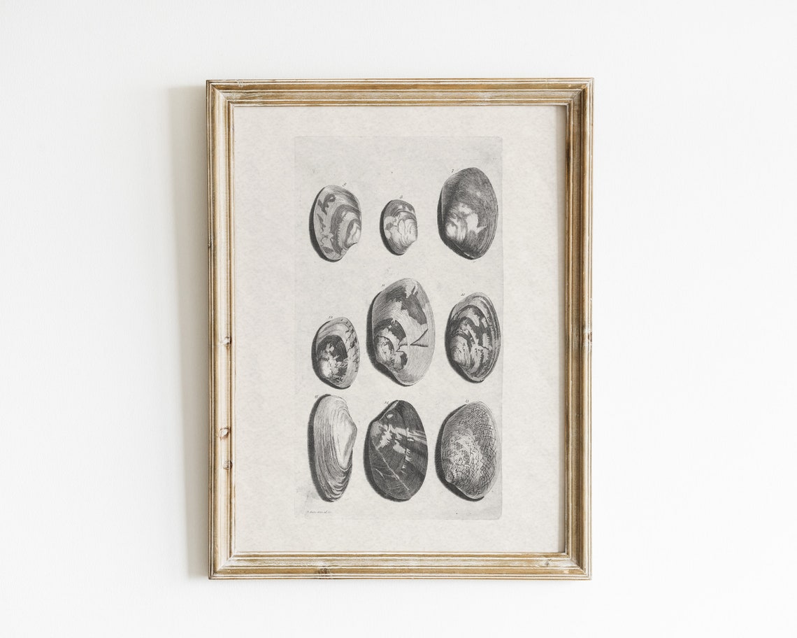 Vintage Shell Sketches, Beach Coastal Art Print