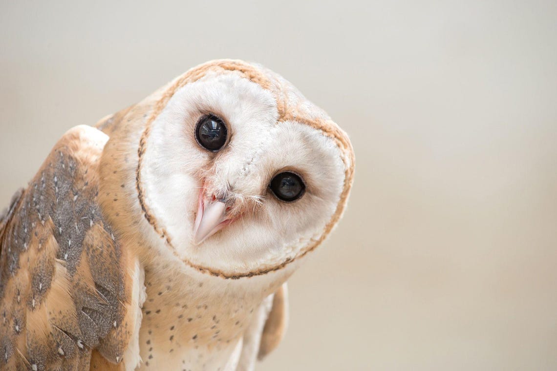 Intimate Barn Owl Face Close-Up Wildlife Photography Canvas Wall Art - Image 5