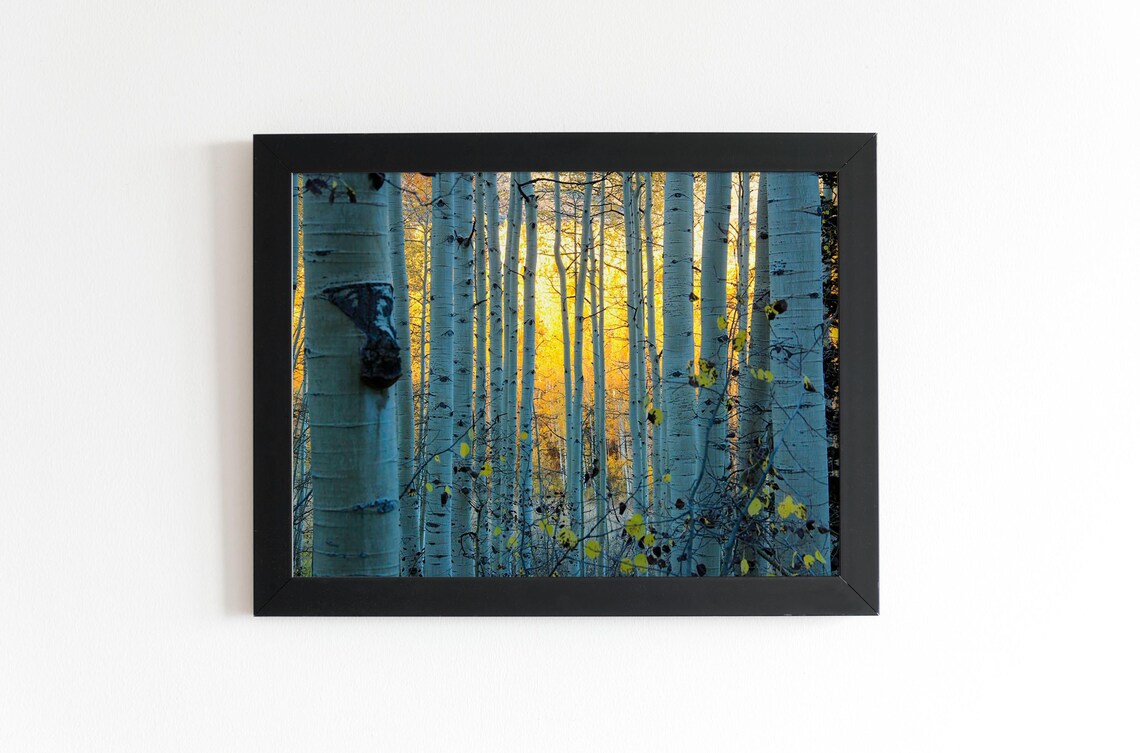 Tall Aspen Trunks In Golden Autumn Light Forest Photography Poster - Image 2