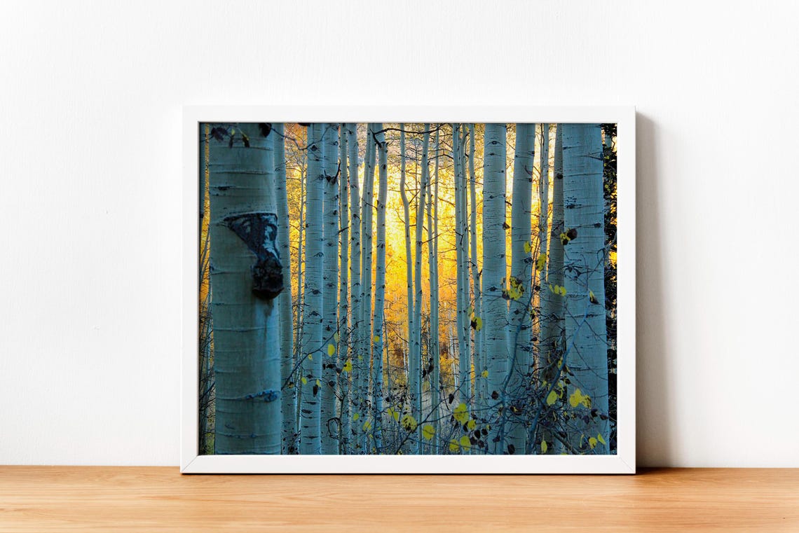 Aspen Forest Art