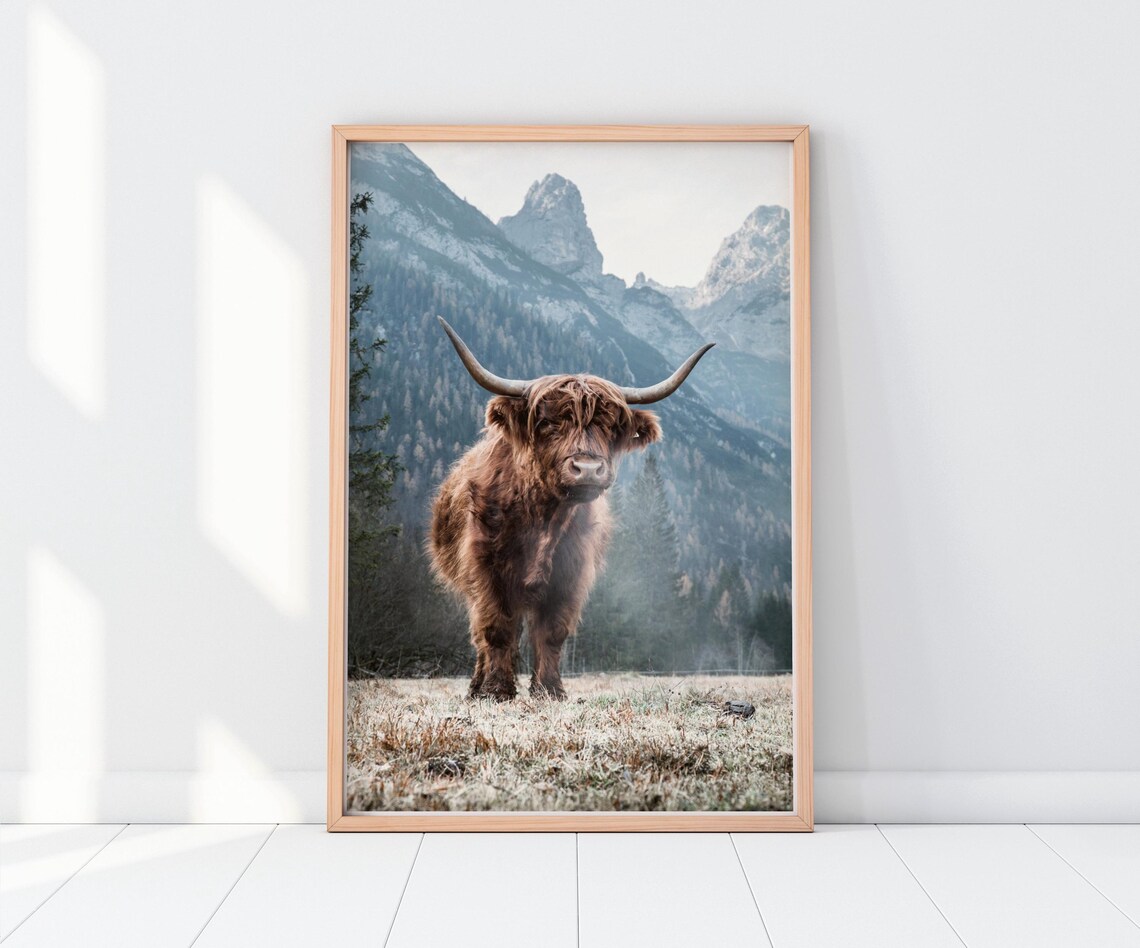 Shaggy Highland Cow Mountain Meadow Scottish Cattle Photo Poster