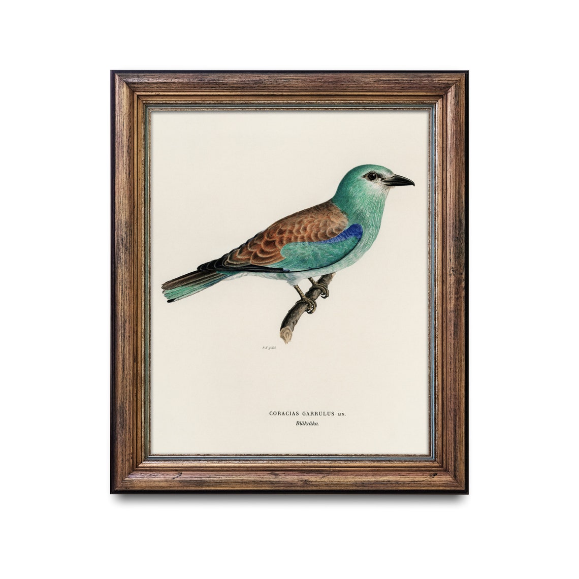European Roller Bird Antique Ornithology Illustration Poster - Image 2