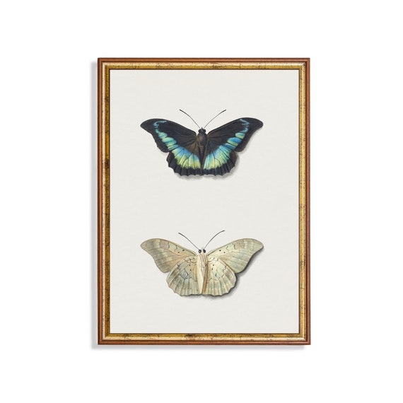 Printed And Shipped Vintage Butterfly Art Antique Still Life 18th Century Art Farmhouse Decor Living Room Art Physical Prints