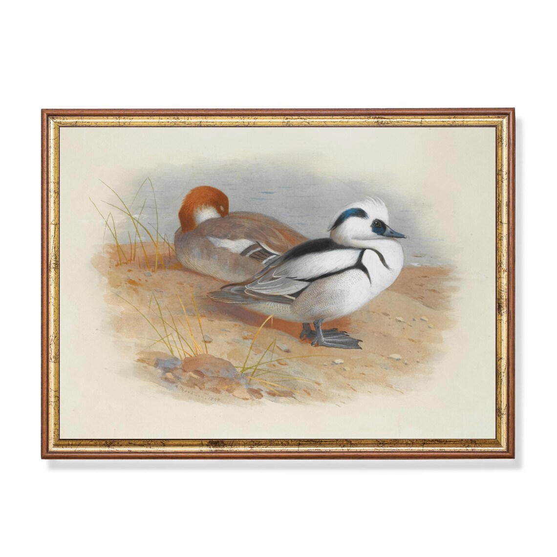 Male And Female Smew Ducks Resting On The Shore Vintage Poster