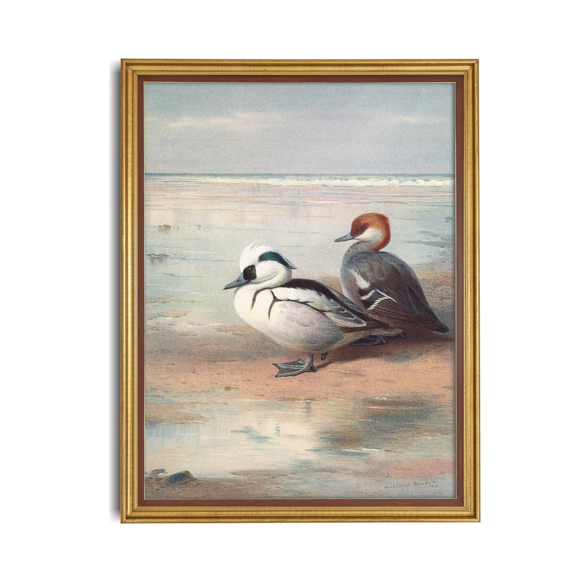 Pair of Smew Ducks Standing at the Waterline on a Beach Poster - Image 4