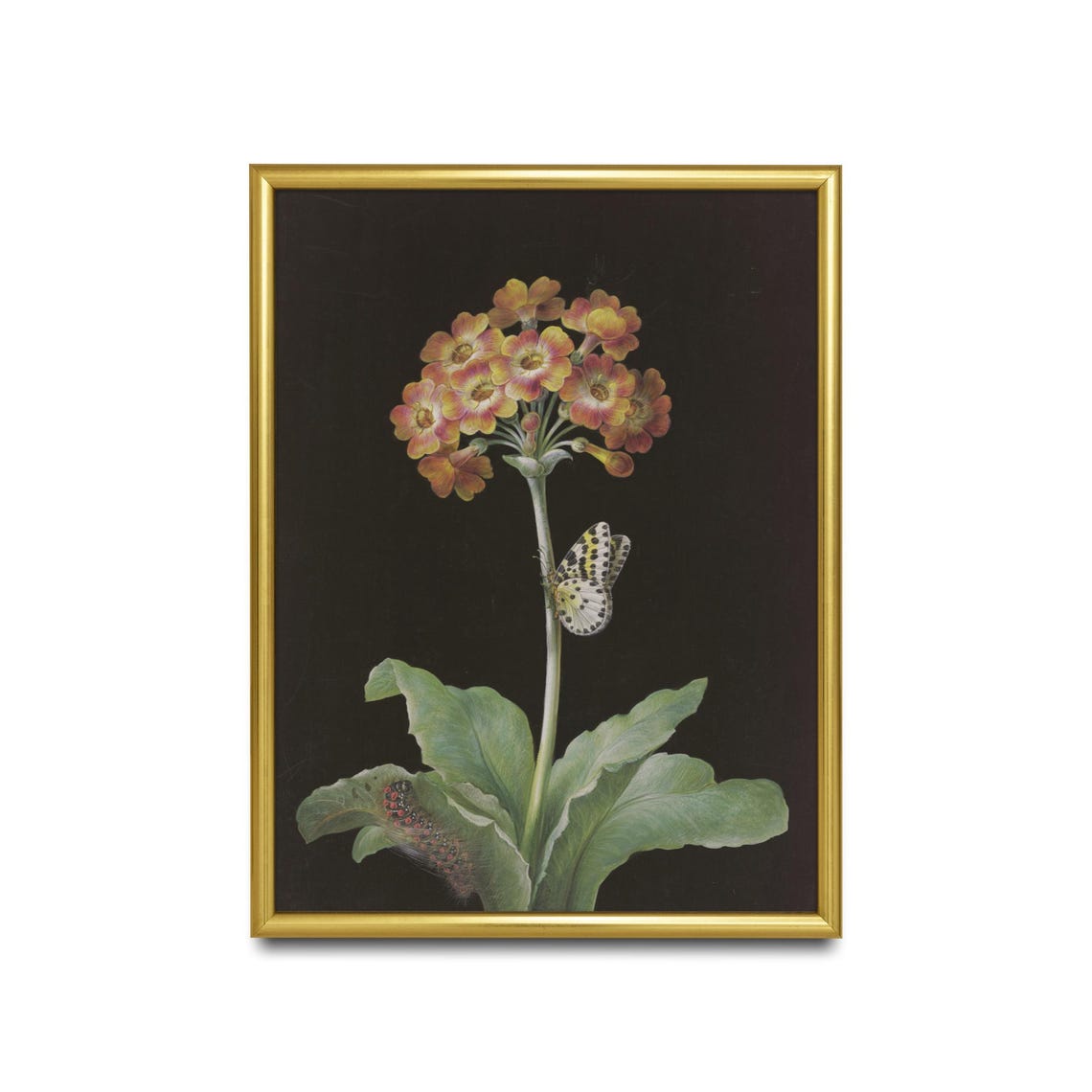 Primrose Flower with Butterfly and Caterpillar Botanical Poster - Image 2