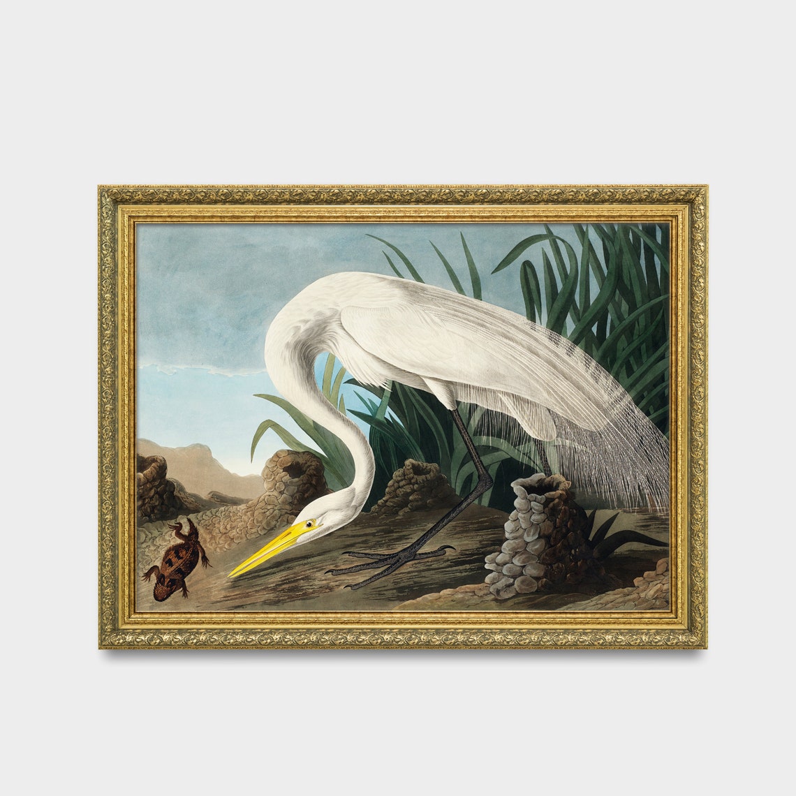 Great White Heron Striking Prey Vintage Bird Illustration Poster - Image 2