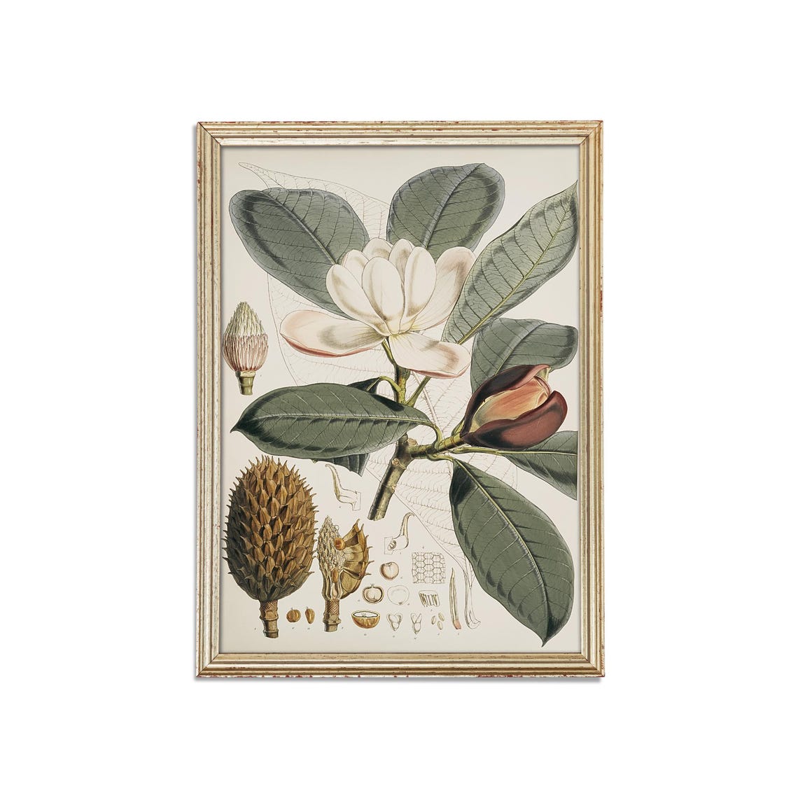 Antique Magnolia Flower Botanical Illustration Study Wall Poster - Image 3