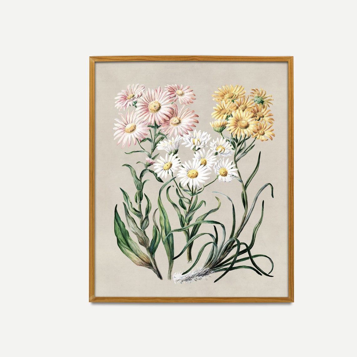 Pink Yellow and White Daisies Antique Botanical Study Framed Print - Image 4