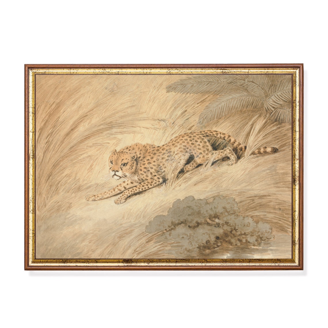 Antique Cheetah Crouching in Tall Grass Naturalist Study Poster
