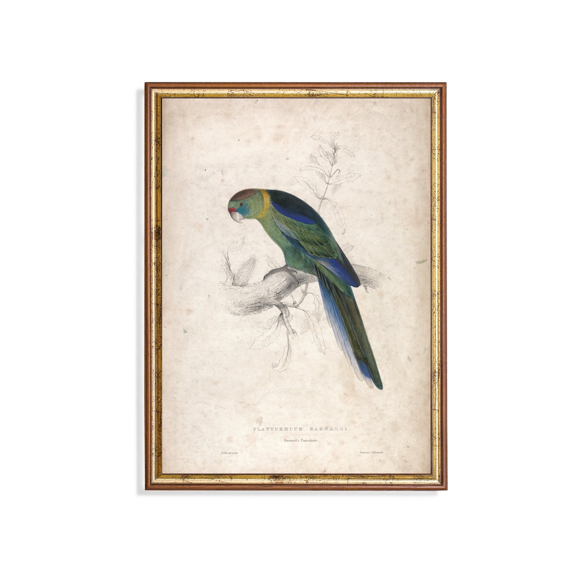 Barnard's Parakeet Vintage Bird Engraving Natural History Poster