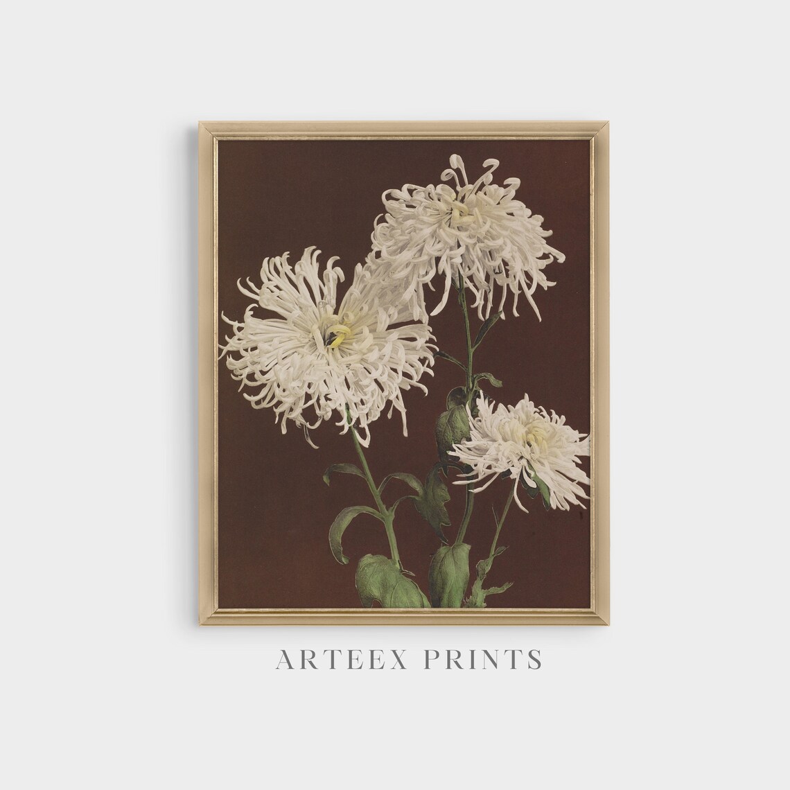 White Spider Chrysanthemums on Dark Vintage Floral Still Life Poster - Image 5