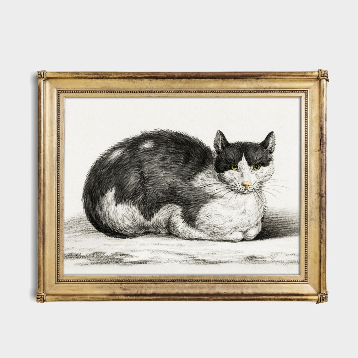 Lying Gray and White Cat With Green Eyes Antique Animal Drawing Poster - Image 2