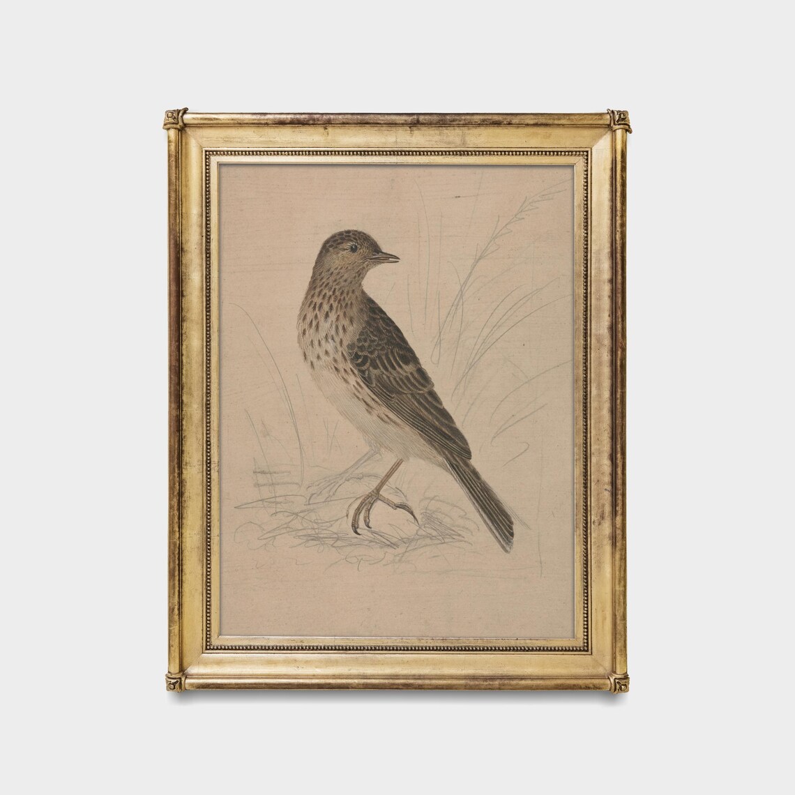 Speckled Songbird Standing in Grass Vintage Naturalist Sketch Poster - Image 5