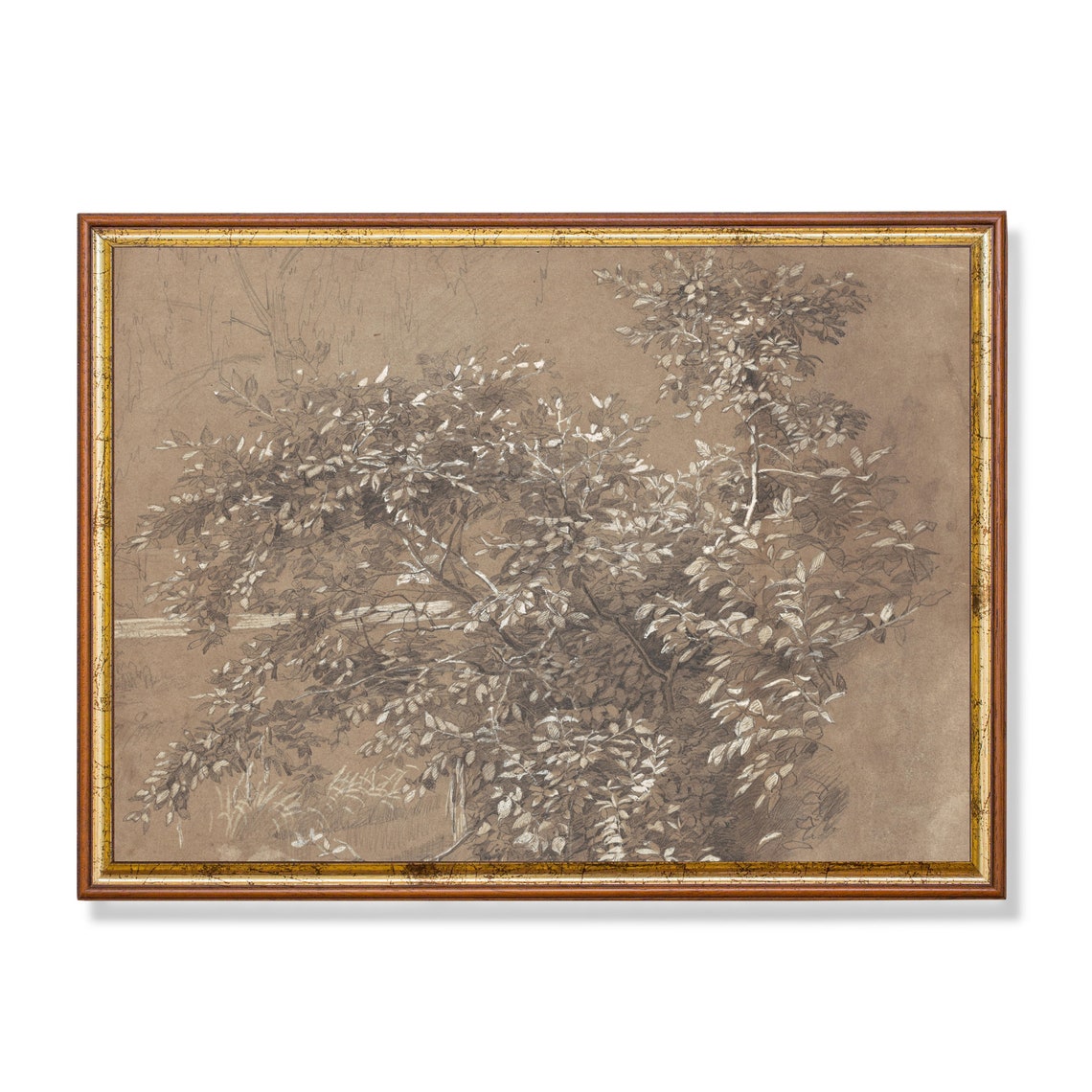 Leafy Tree Sepia Ink Sketch Botanical Study Vintage Drawing Poster