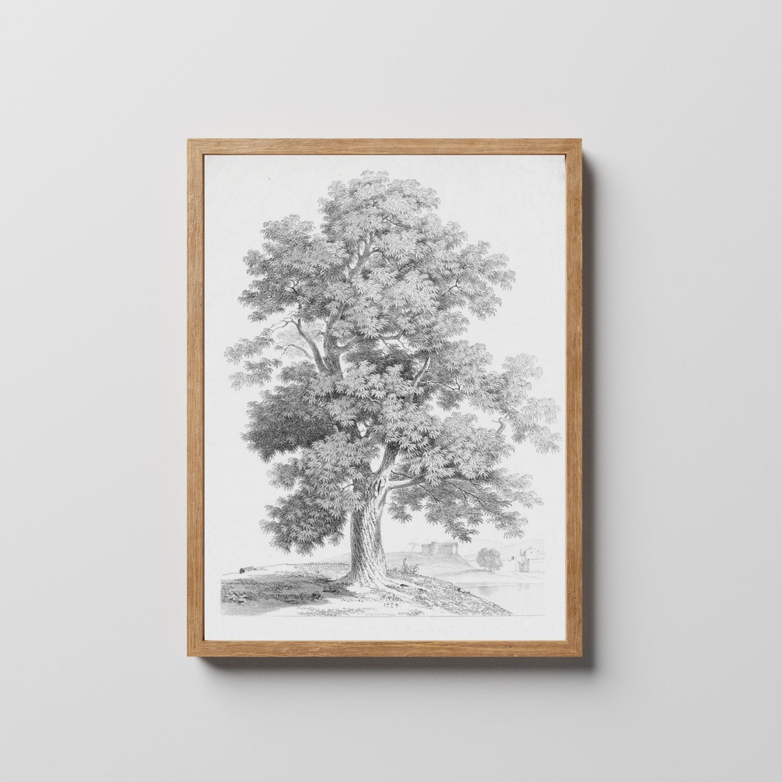 Single Tree Pencil Sketch on White Antique Botanical Drawing Poster - Image 3