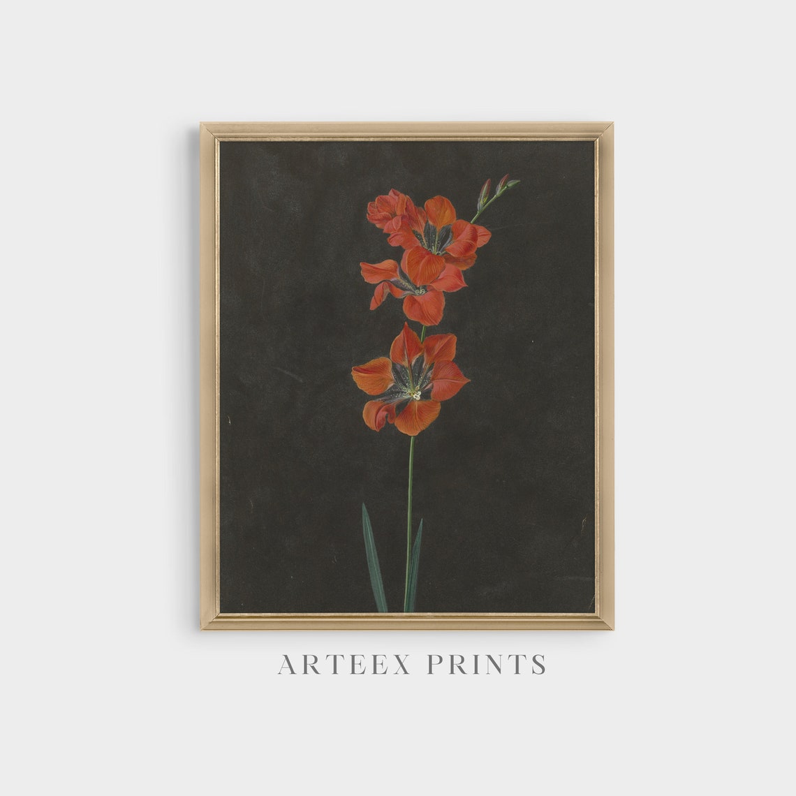 Red Gladiolus Stem Botanical Study on Black Antique Floral Poster - Image 5