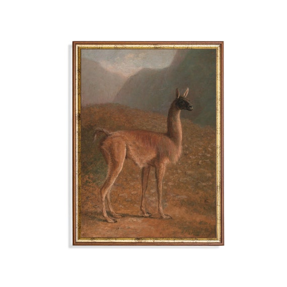 Vintage Guanaco Painting Antique Animal Print Wall Art Moody Rustic Print Farmhouse Decor Fine Art