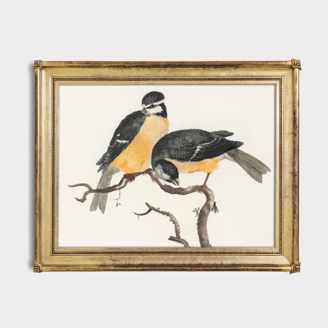 Pair of Songbirds Perched on Branches Vintage Bird Study Poster - Image 2