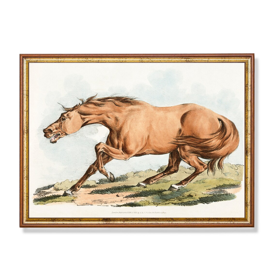Galloping Chestnut Horse Antique Equine Engraving Vintage Art Poster