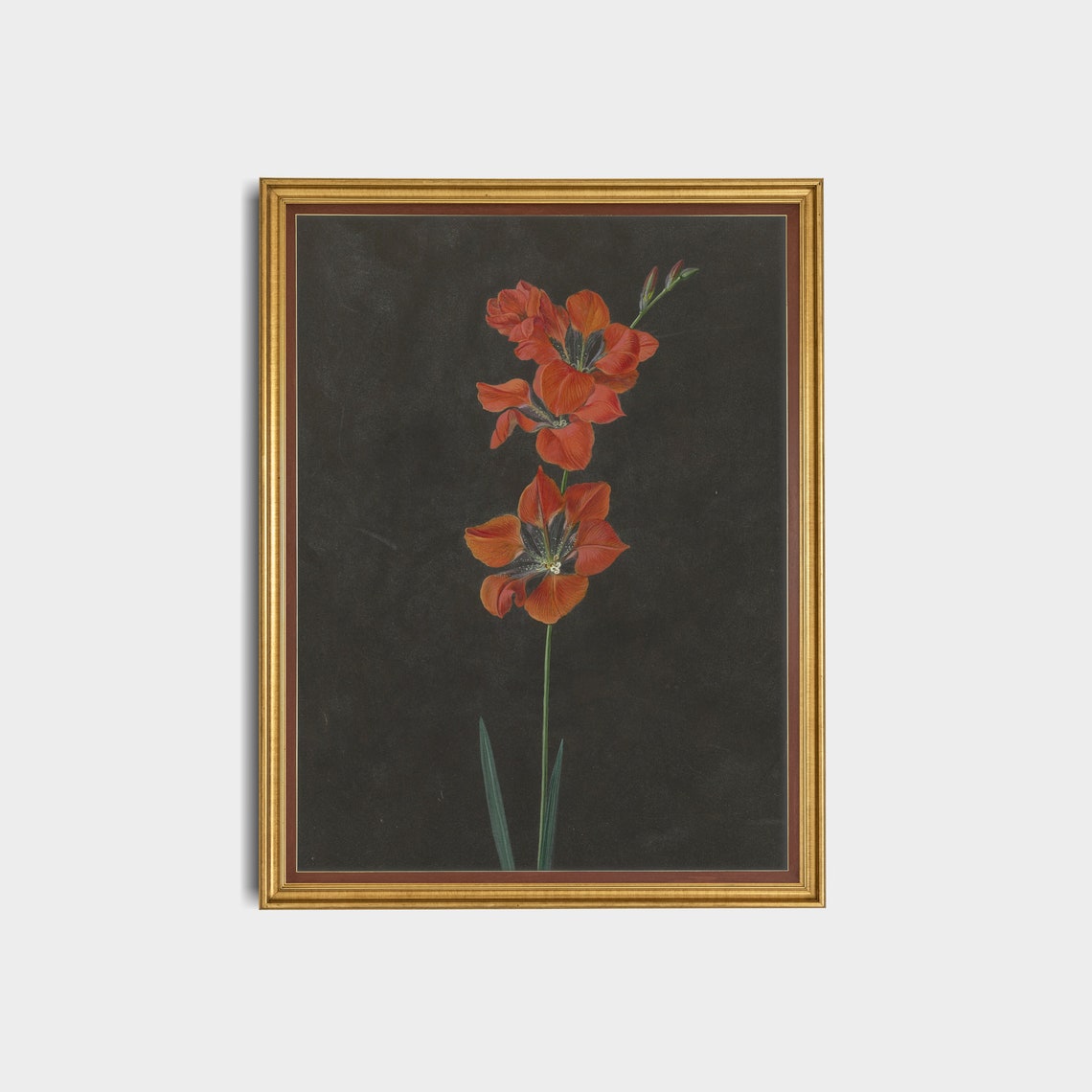 Red Gladiolus Stem Botanical Study on Black Antique Floral Poster - Image 3