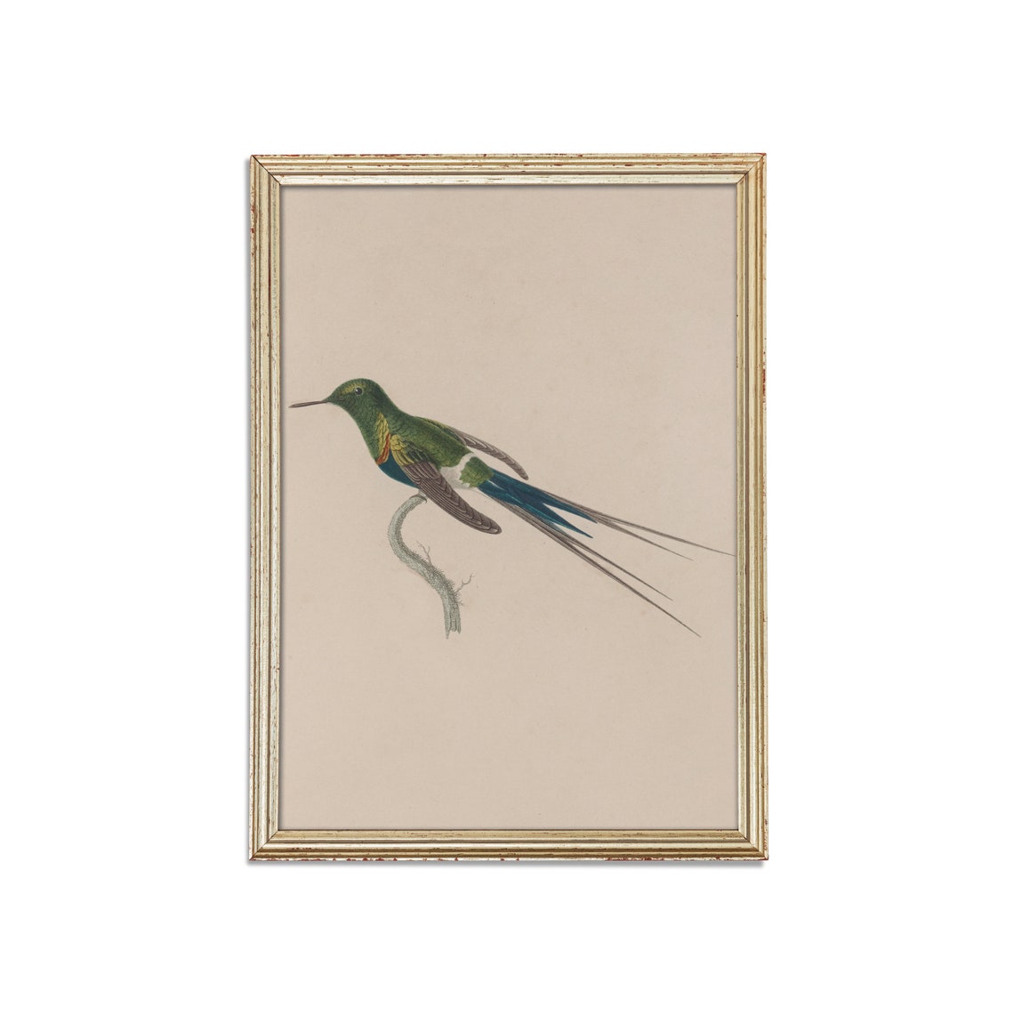 Long Tailed Green Hummingbird Antique Naturalist Bird Study Poster - Image 3