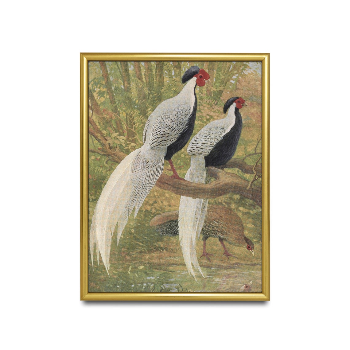 Silver Pheasants On A Forest Branch Antique Bird Plate Poster - Image 2