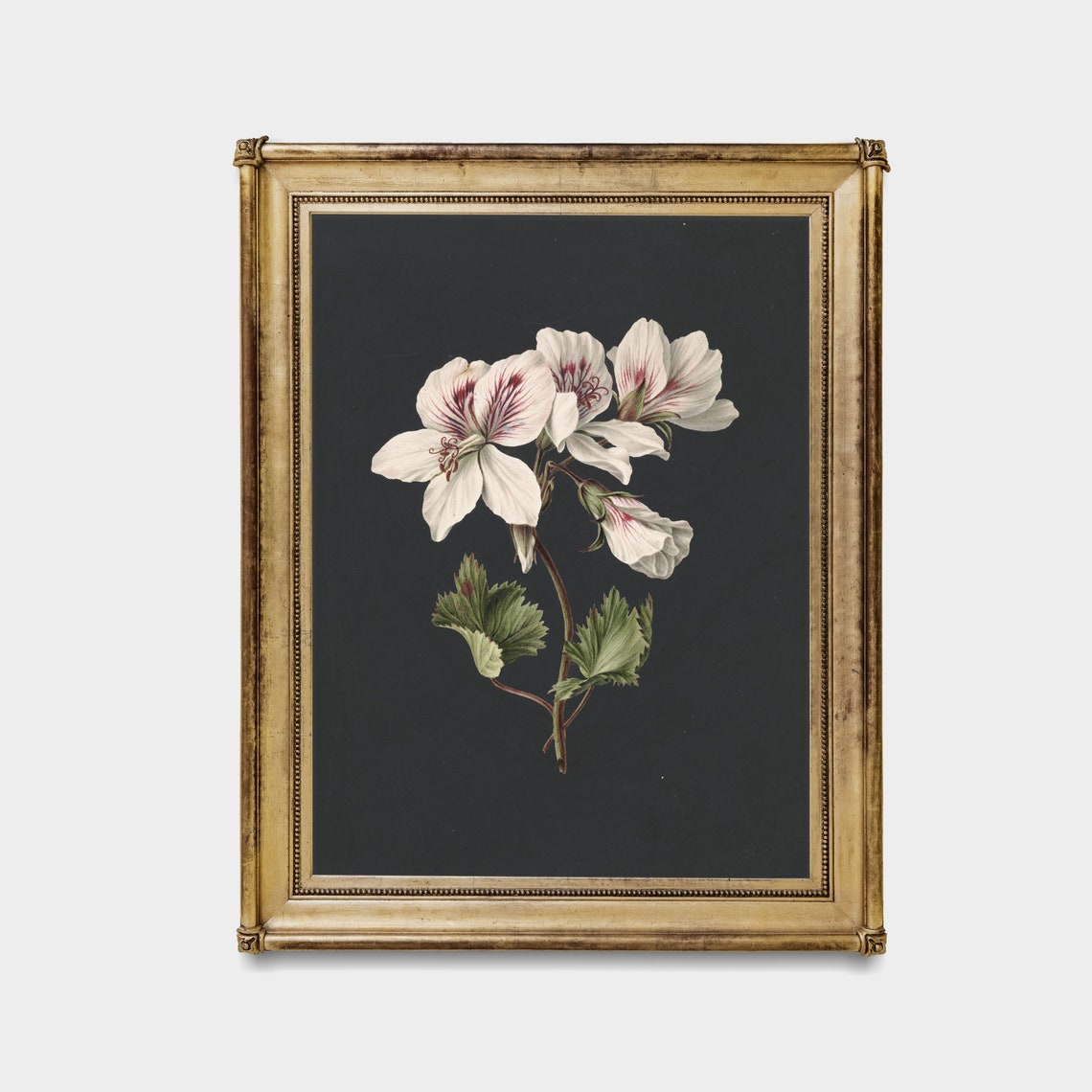 White Geranium Botanical Study on Dramatic Dark Vintage Art Poster - Image 4
