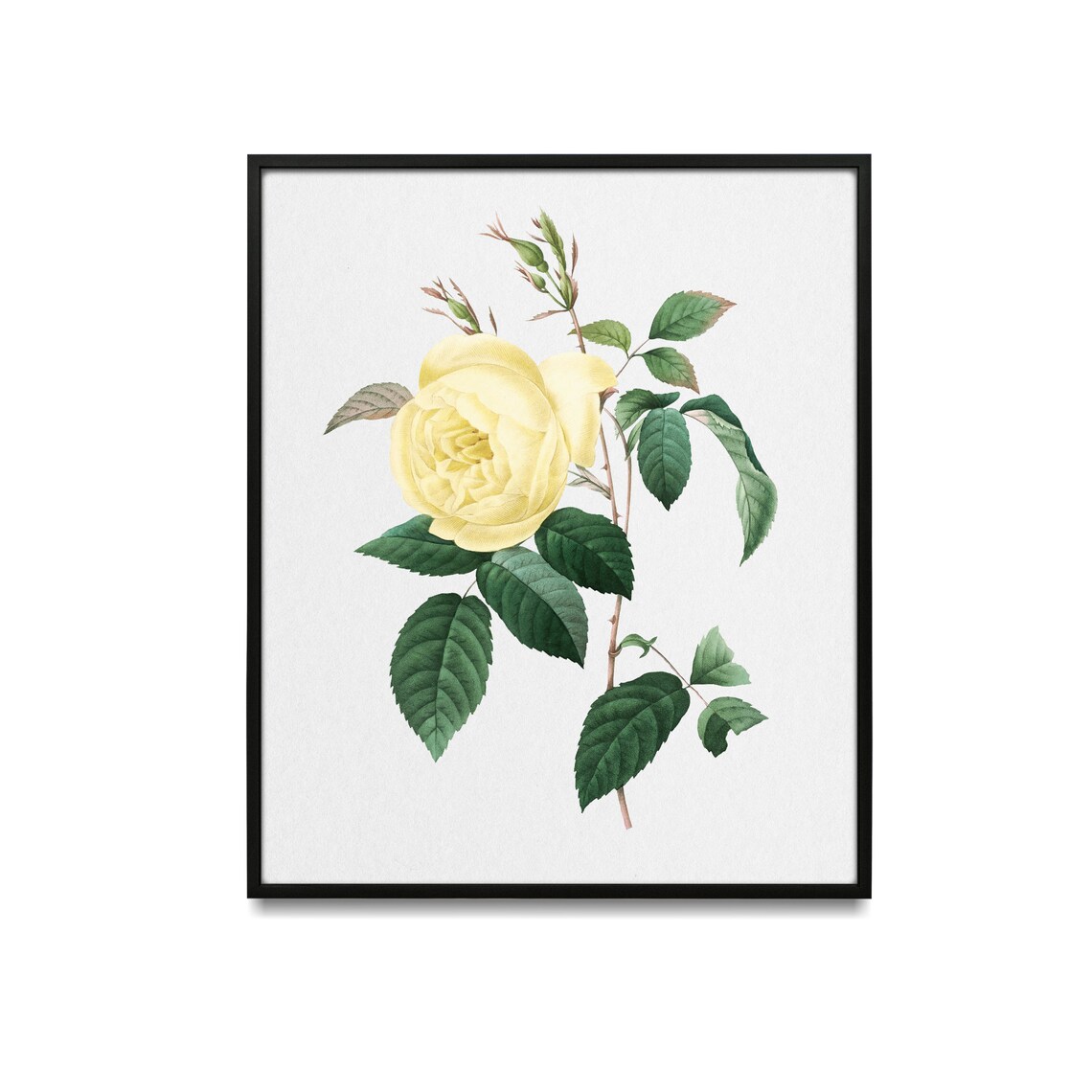 Yellow Rose Single Stem Antique Botanical Illustration Poster