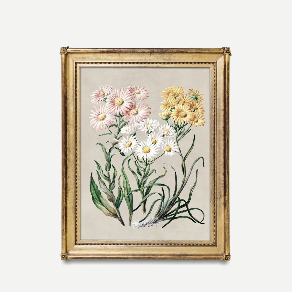 Pink Yellow and White Daisies Antique Botanical Study Framed Print - Image 2