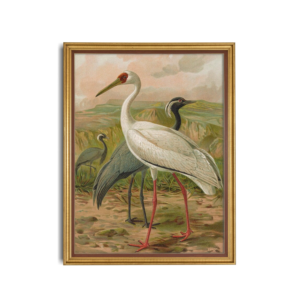 Siberian and Hooded Crane Vintage Ornithological Illustration Poster - Image 3