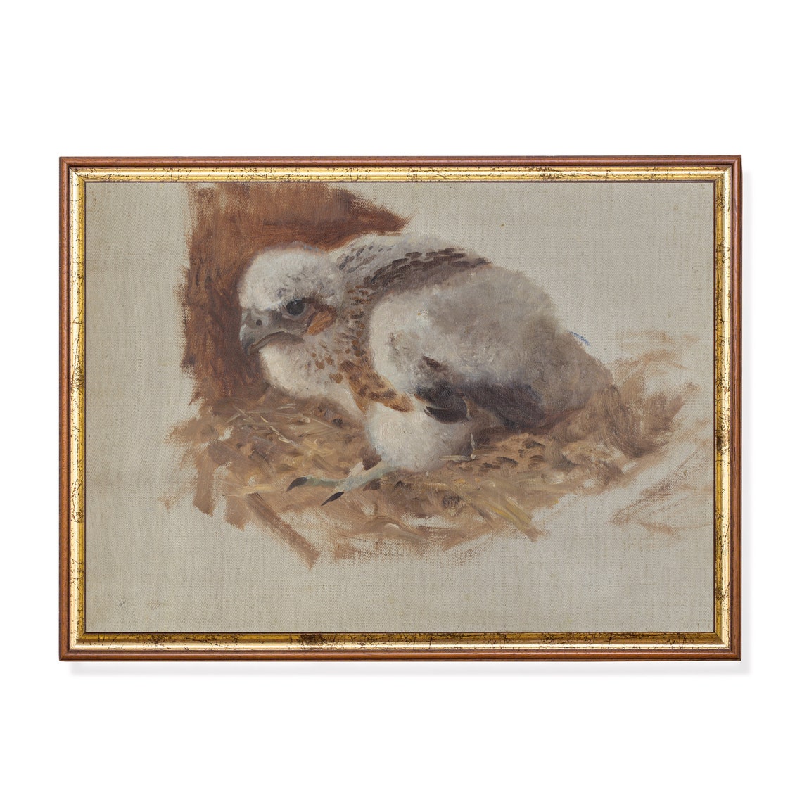 Baby Hawk Chick Study On Neutral Ground Vintage Bird Painting Poster