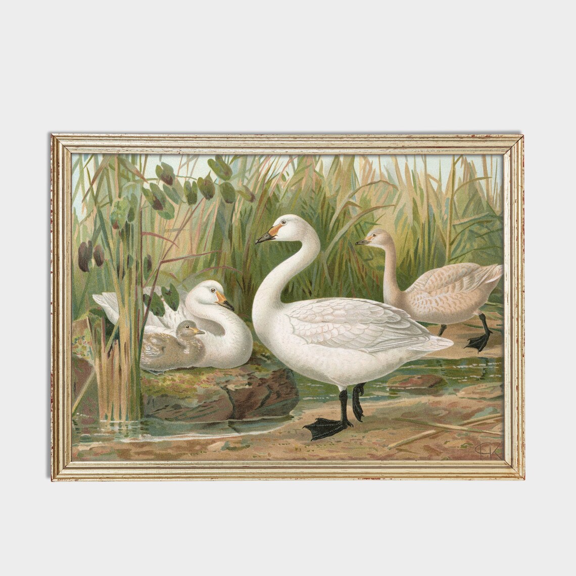 Whooper Swans with Cygnet in Reeds Vintage Naturalist Bird Poster - Image 3