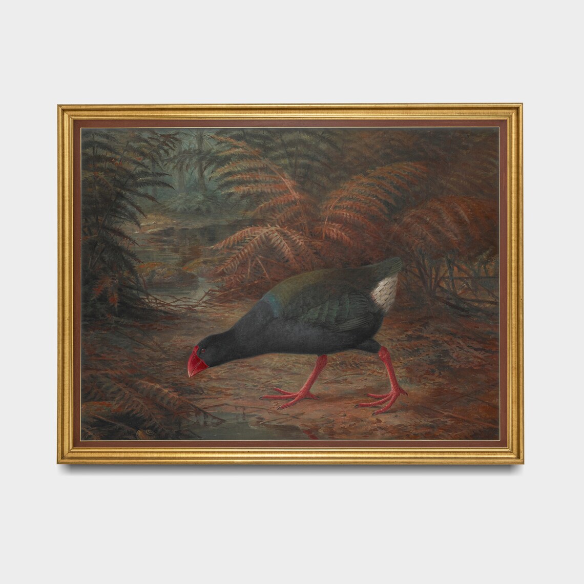 Red-Billed Wetland Bird Foraging Among Ferns Antique Wildlife Poster - Image 3
