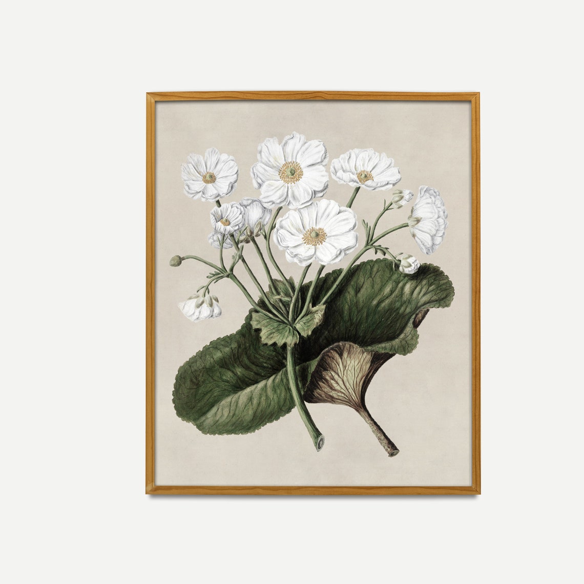 White Mountain Lily Botanical Study Antique Floral Sketch Print - Image 4