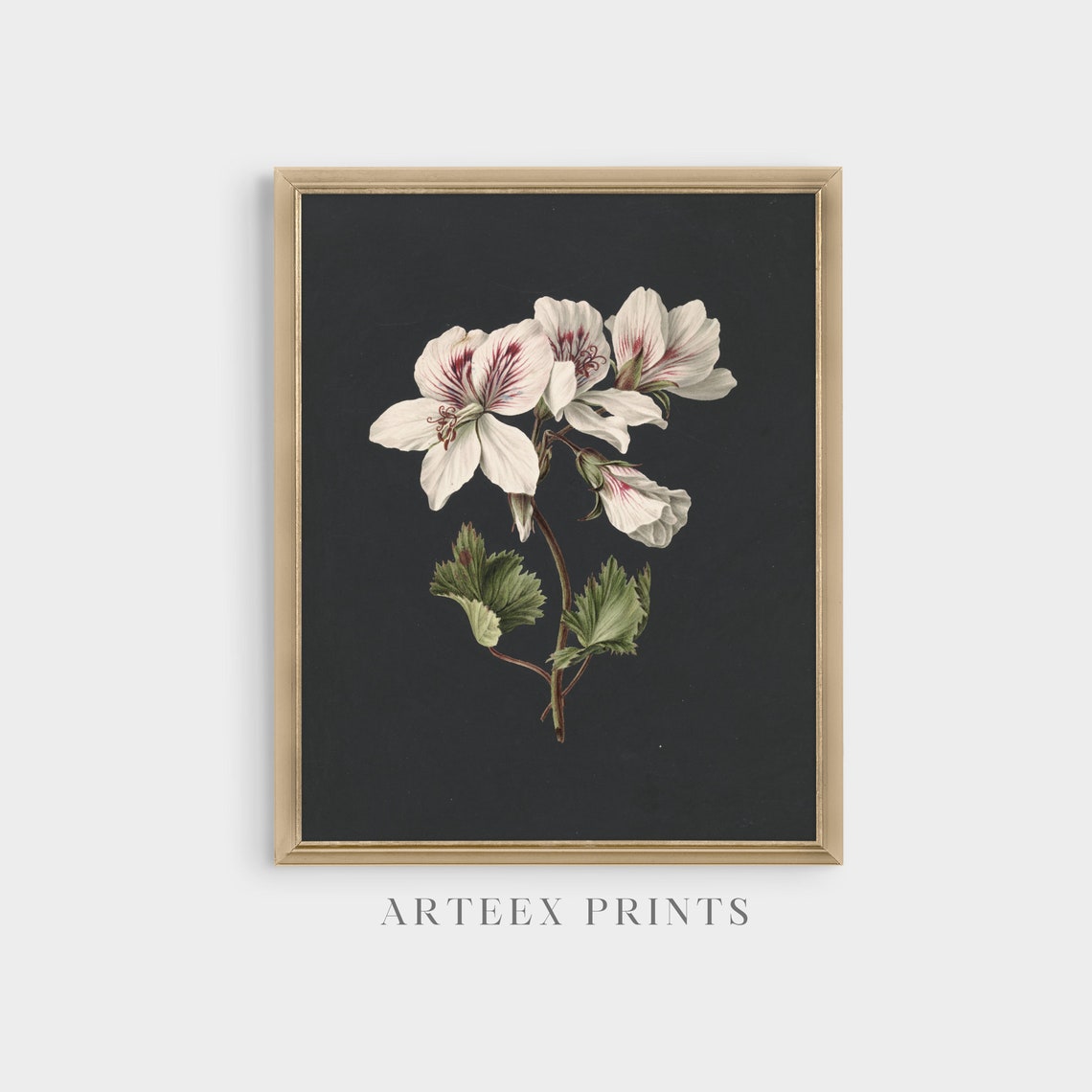 White Geranium Botanical Study on Dramatic Dark Vintage Art Poster - Image 5