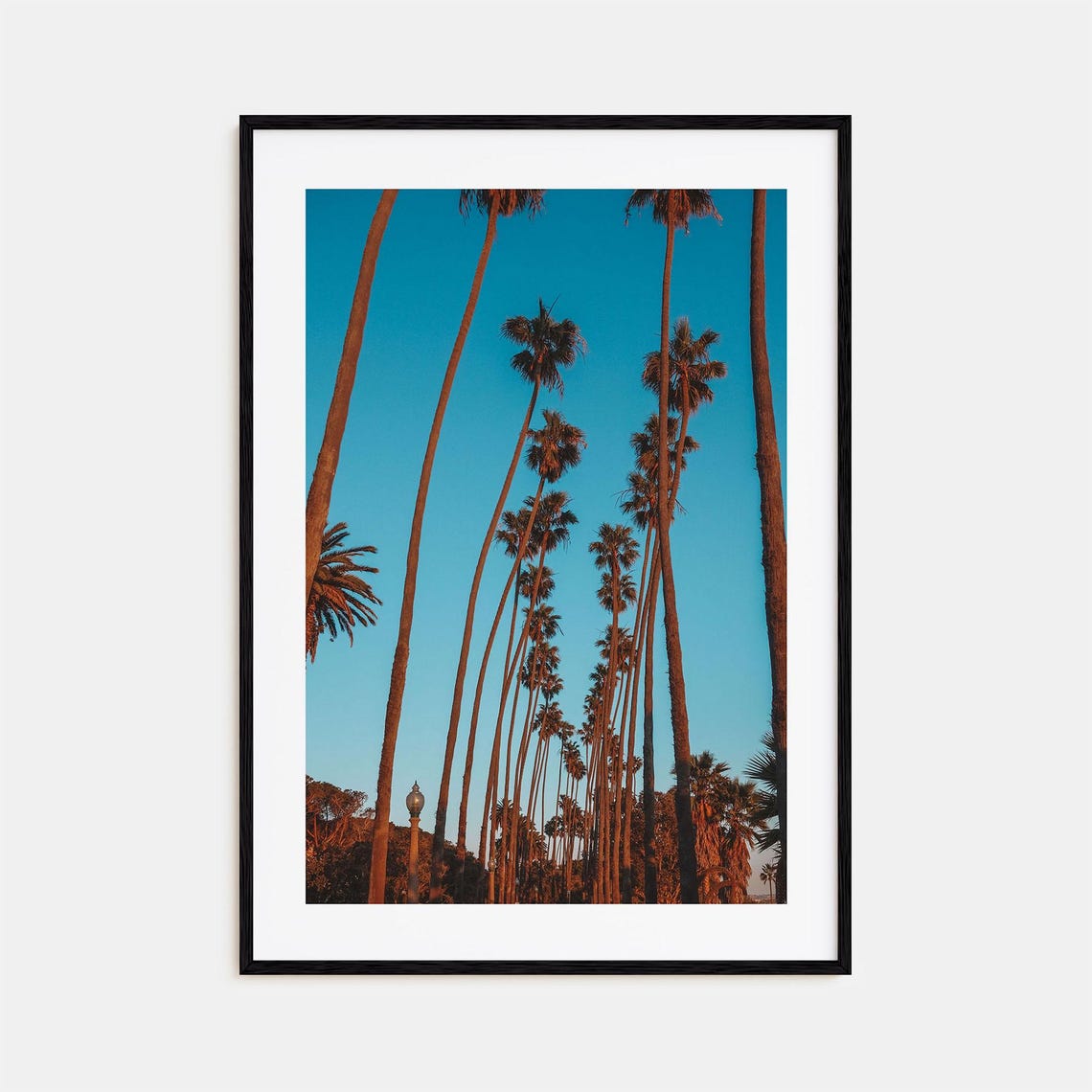 Towering Palm Trees Against Clear Blue Sky Golden Hour Print