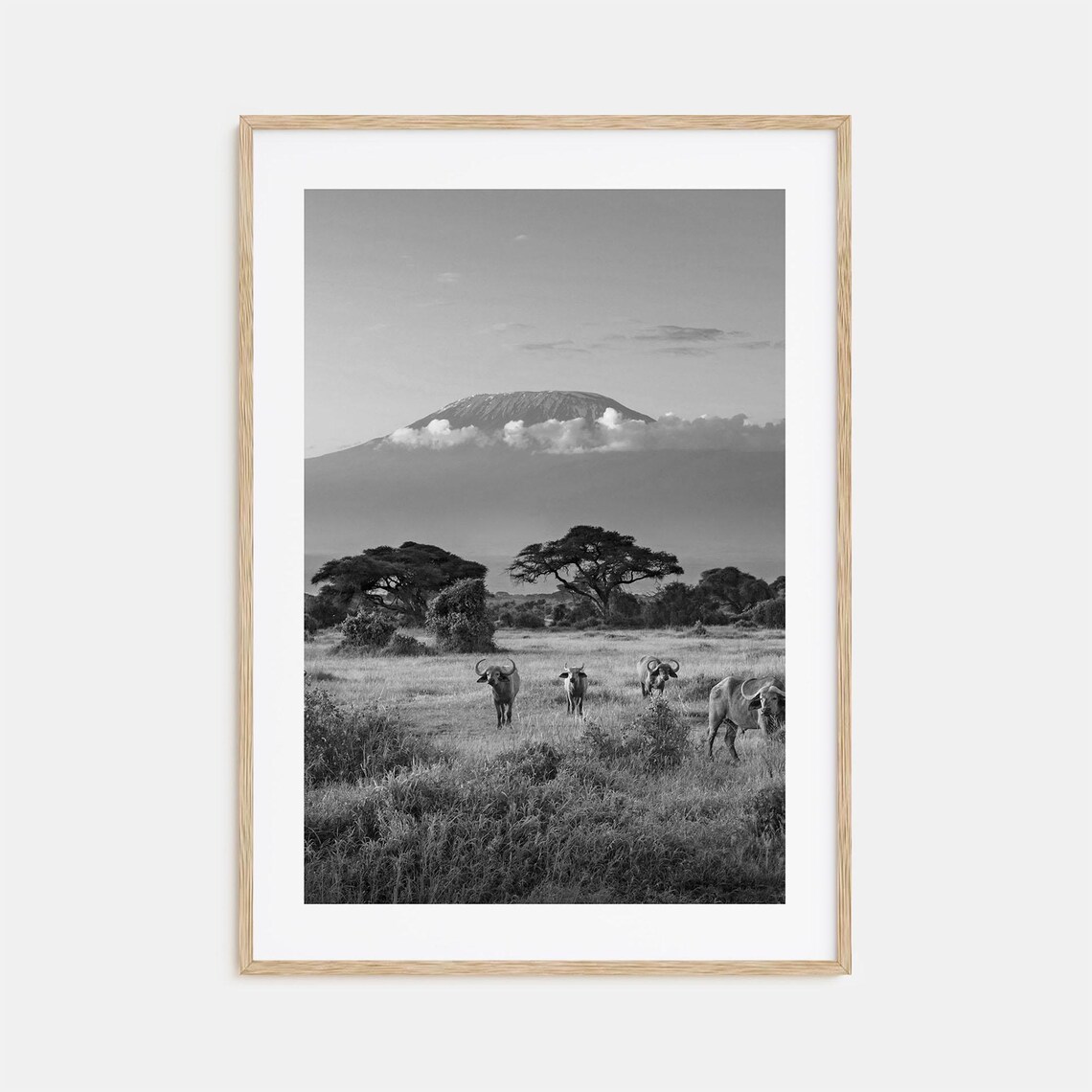 Kenya Safari Buffalo Mount Kilimanjaro Black and White Poster