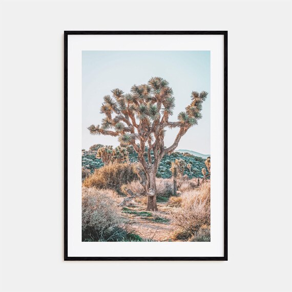 Lone Joshua Tree in Desert at Golden Hour Landscape Photography Poster