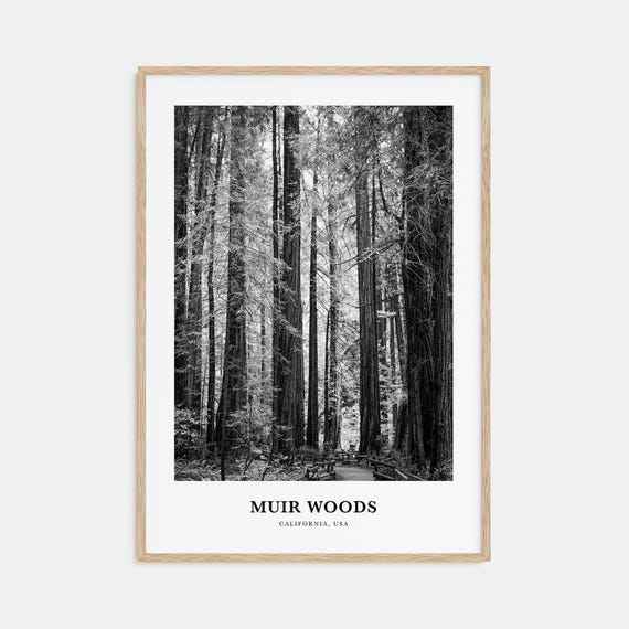 Muir Woods National Monument Wall Art Muir Woods Wall Decor Muir Woods Poster Muir Woods Home Decor Muir Woods Travel Gift Travel Print