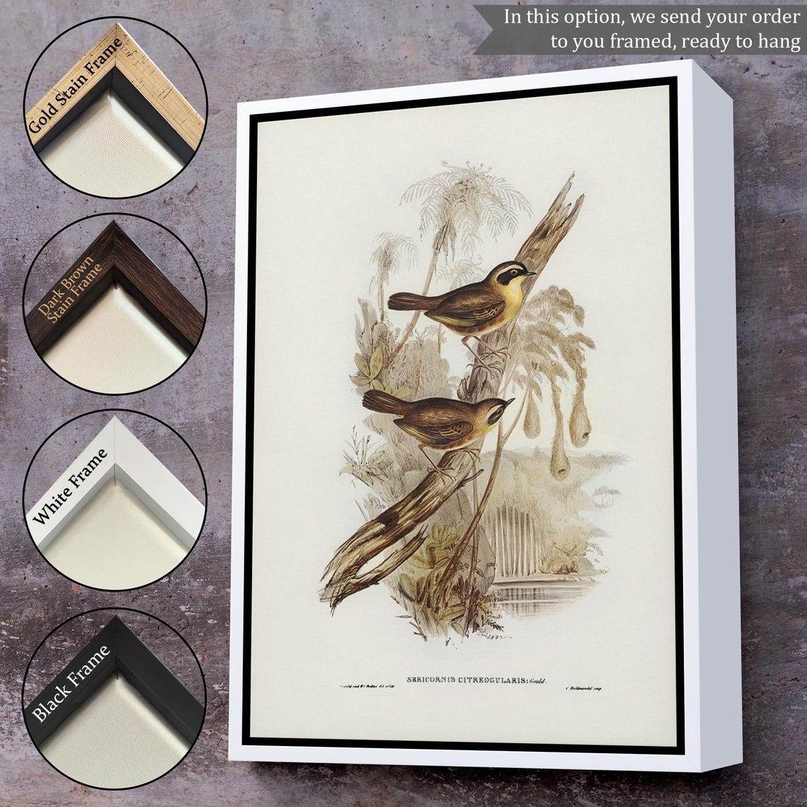 Vintage Songbird Ornithology Illustration Classic Bird Study Art Print - Image 3