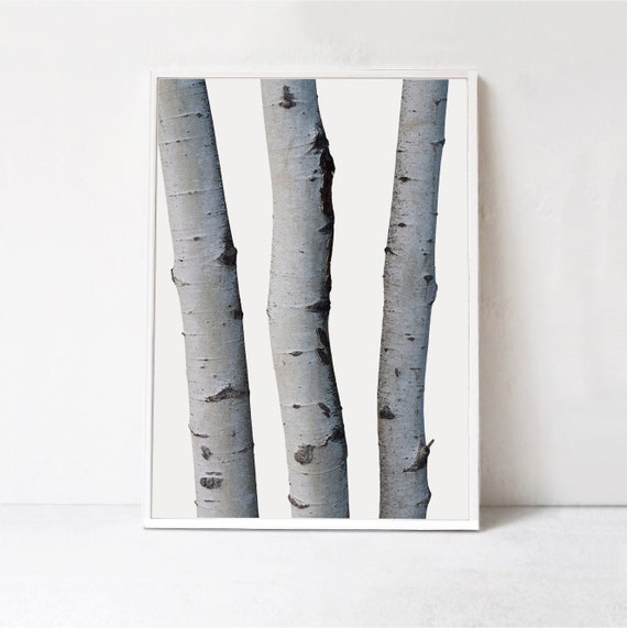 Silver Birch Tree, Scandinavian Modern Wall Art