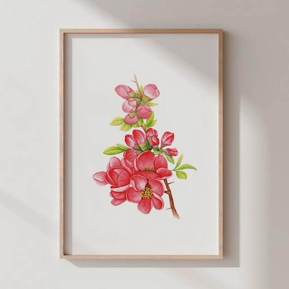 Flowering Quince Pink Blossoms Spring Branch Watercolor Poster