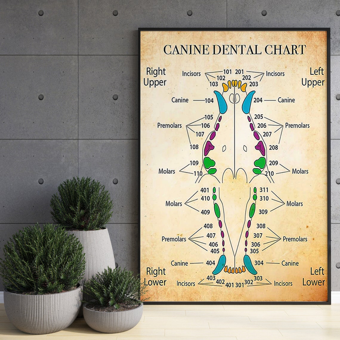 Canine Dental Chart Poster Dog Teeth Anatomy Veterinarian Office Decor - Image 3
