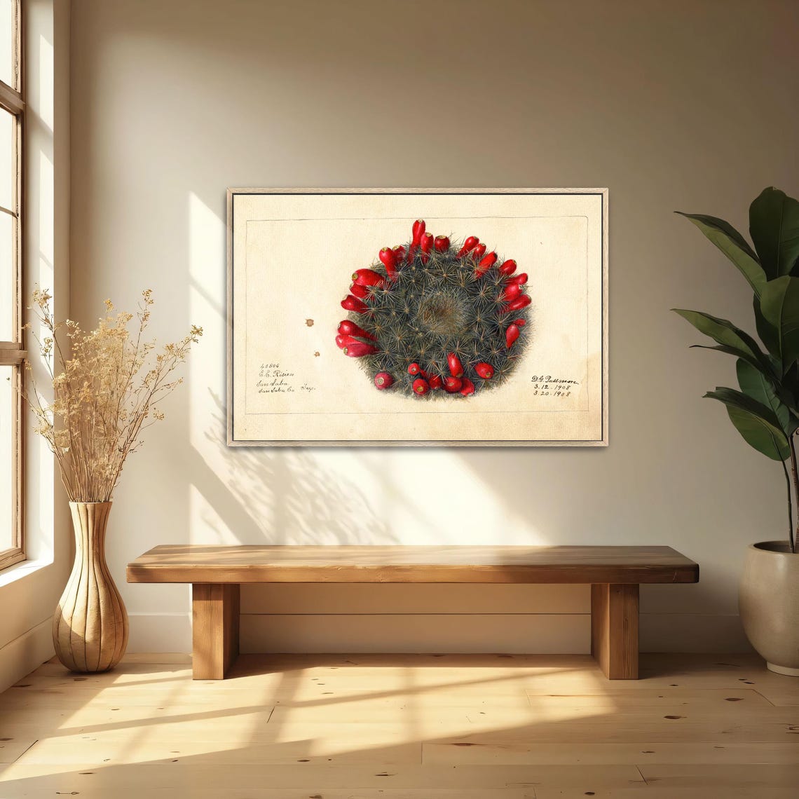Barrel Cactus with Red Fruits Vintage Botanical Study Poster